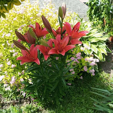 Apartment Jutrzenka Spytkowice (Wadowice)